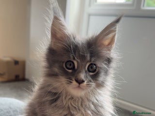 Maine Coon cats - Advert 19