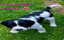 English Springer Spaniel dogs for sale: Springer Spaniels - Image 9