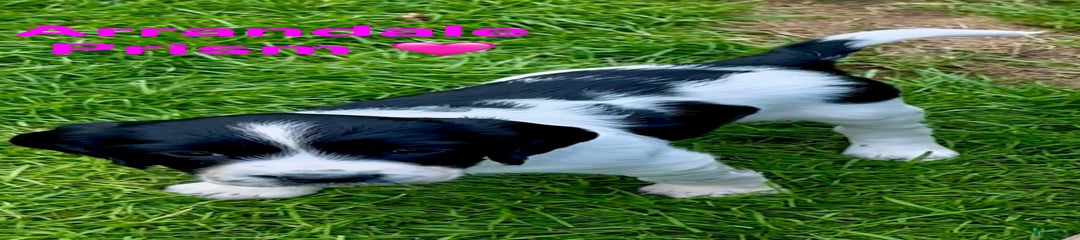 English Springer Spaniel Puppy 3