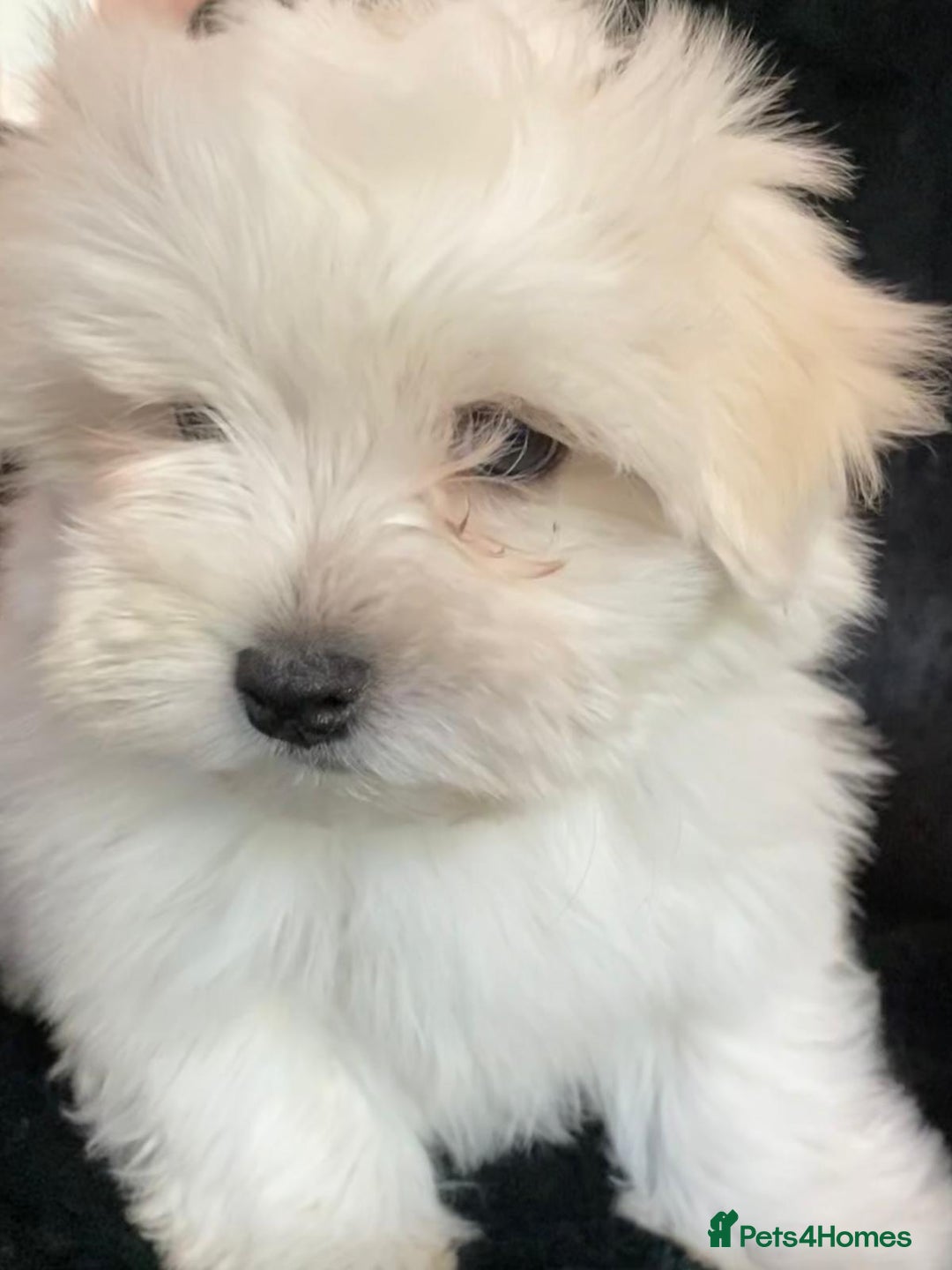 Maltese dogs for sale: Maltese puppies for sale  - Advert 24