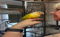 Conures birds for sale: Pineapple Green Cheek Conure - Image 3