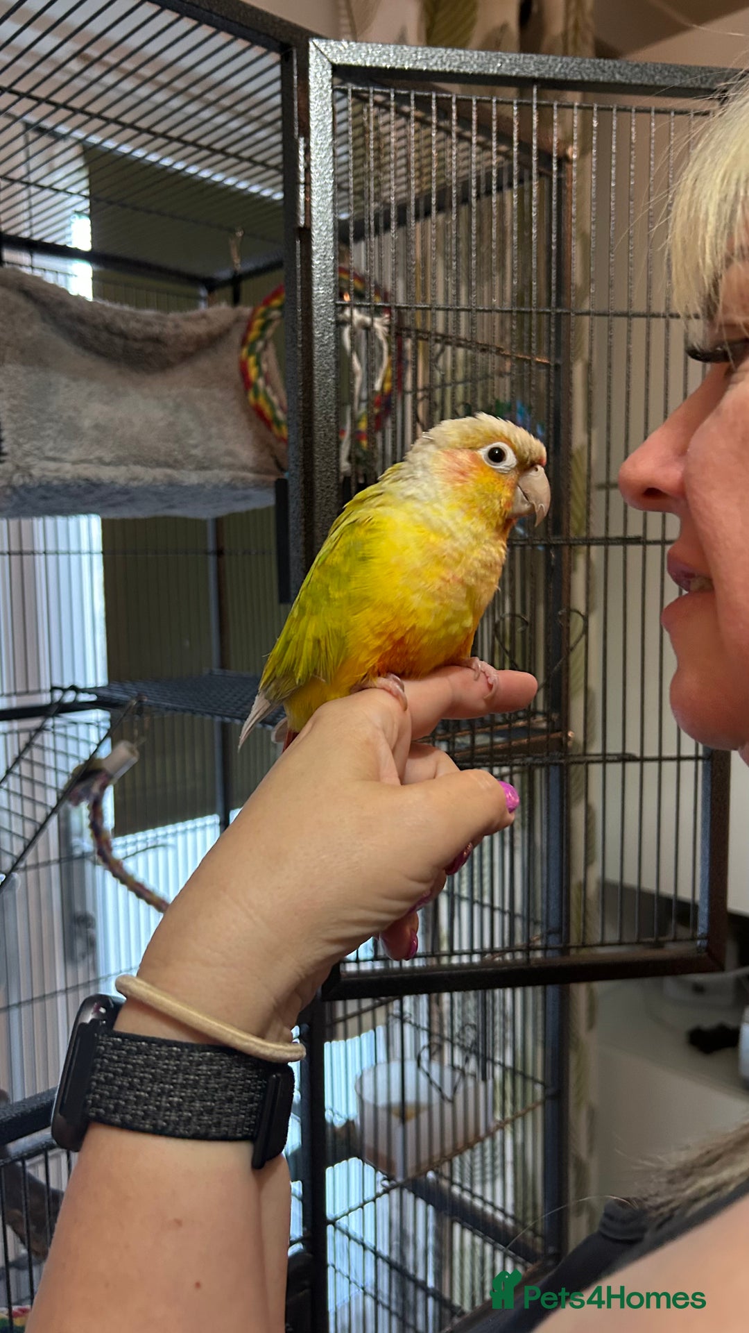 Conures birds for sale: Pineapple Green Cheek Conure - Image 3