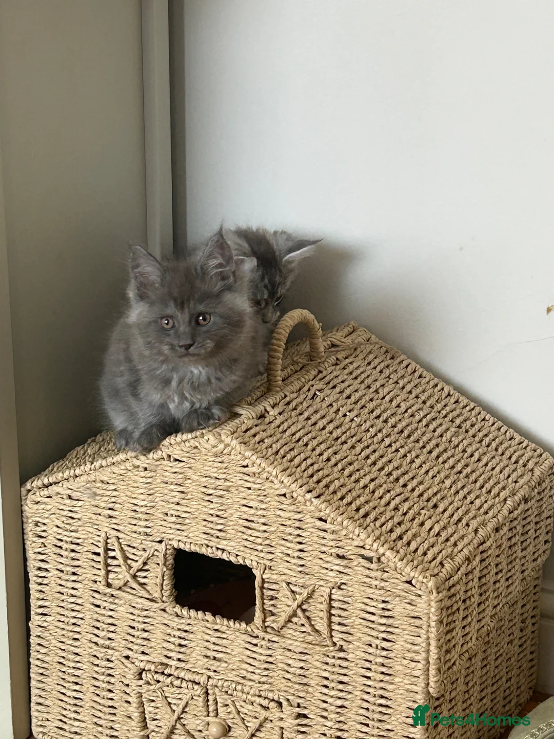 Maine Coon cats for sale: 2 tica Maine coones ready 12th of June  - Advert 12