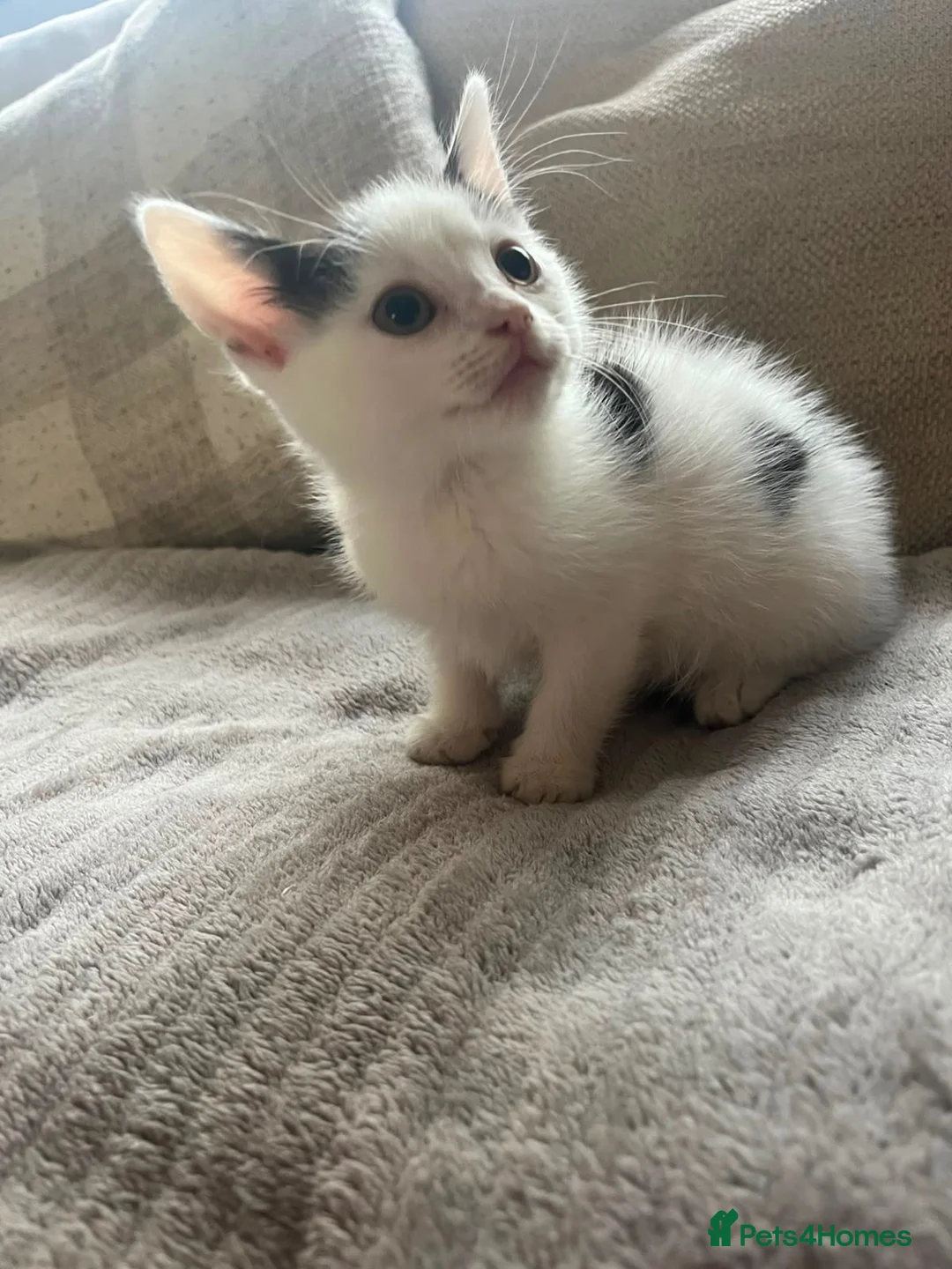 Mixed Breed cats for sale: 2 FEMALE KITTENS in Llanrwst - Advert 10
