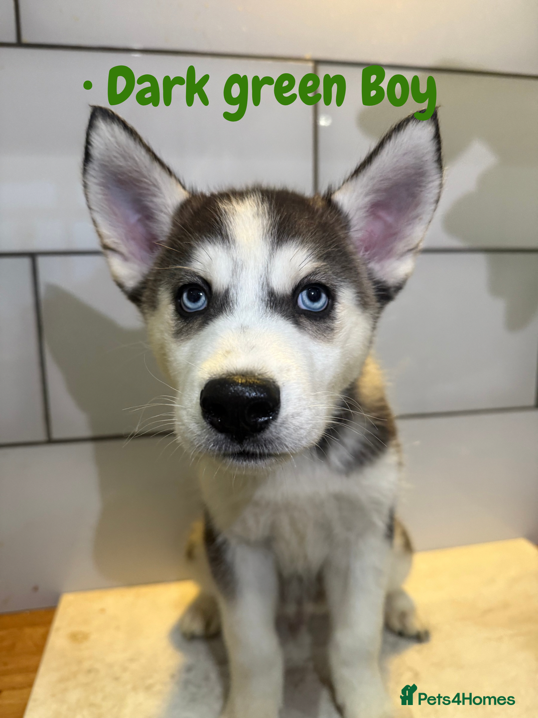 Siberian Husky dogs for sale: Husky Puppies 🩵🩷 - Advert 8