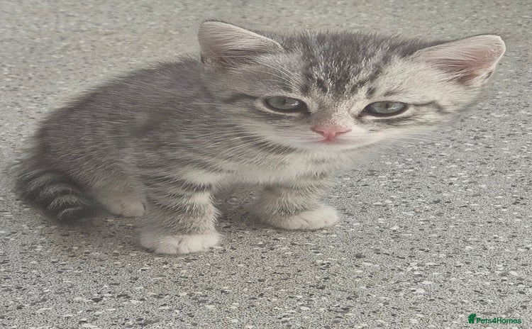 British Shorthair cats - Advert 3