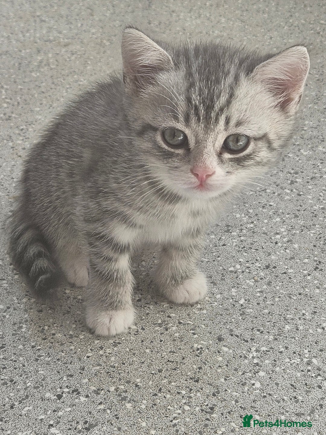 British Shorthair cats for sale: Lovely little British short haired kittens  - Image 1