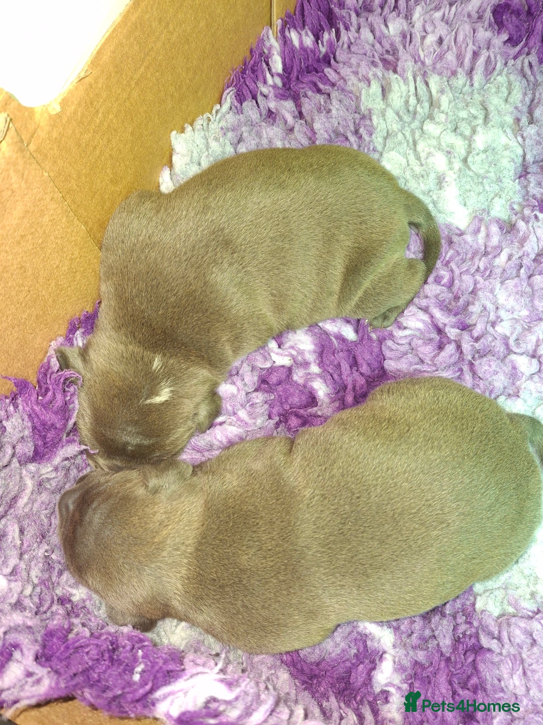 Staffordshire Bull Terrier dogs for sale: Blue Staffordshire Bull Terrier puppies - Image 3