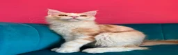 Maine Coon cats for sale: TICA Registered Red Shaded Maine Coon kitten - Advert 7