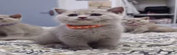 British Shorthair cats for sale:  *READY TO GO* beautiful British shorthair/ long - Advert 18