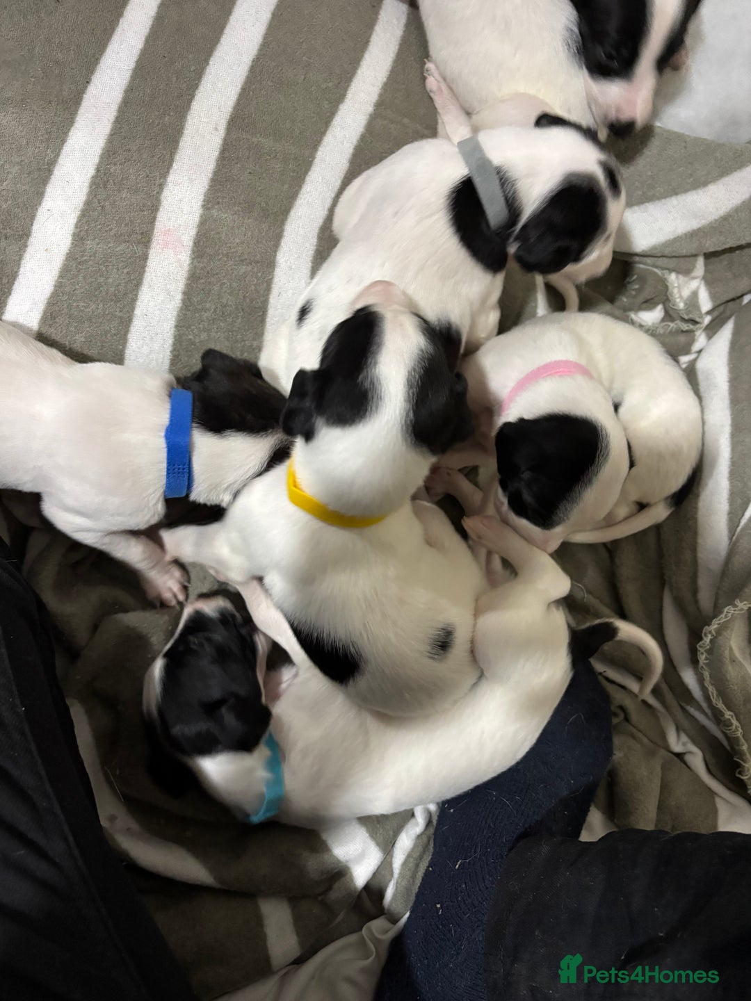 Whippet dogs for sale: Whippet puppies  - Advert 6