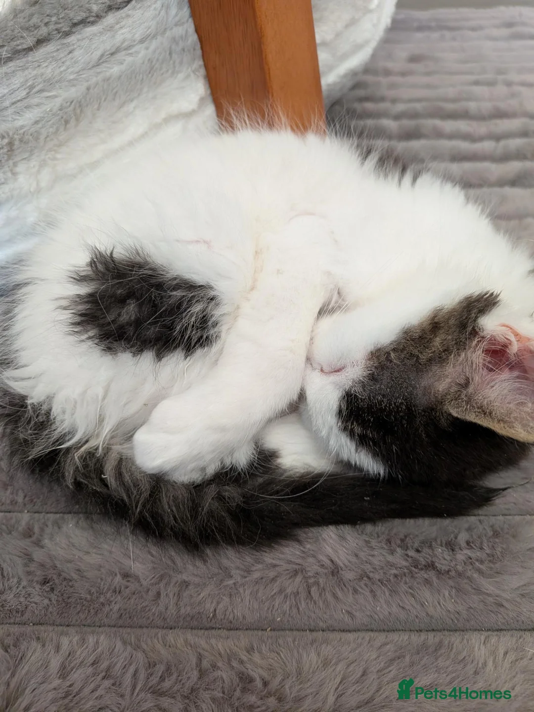 Mixed Breed cats for sale: Male kitten  - Advert 3