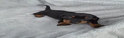 Miniature Dachshund dogs for sale: Stunning KC Reg, PRA Clear dachshund pupies - Advert 3