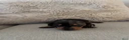Miniature Dachshund dogs for sale: 5 beautiful miniature dachshund puppies for sale  - Advert 5