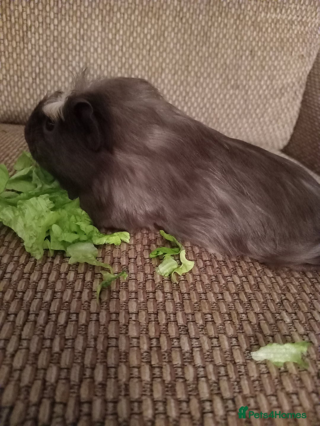 Guinea Pig rodents for sale: 4 girls ready 27th jan - Advert 5