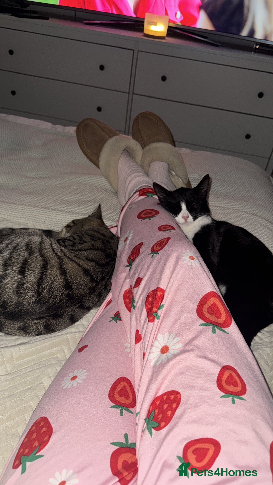 British Shorthair cats for sale: Pair British short hair - Advert 5