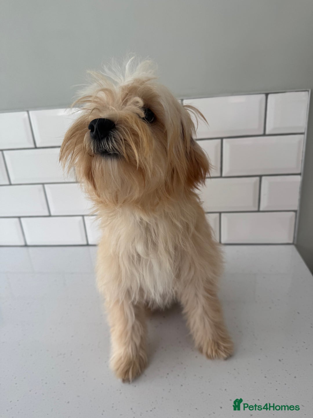 Morkie dogs for sale: 2 male morkies for sale  - Image 6