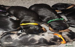 Dachshund dogs for sale: Beautiful Dachshund Puppies - Image 3