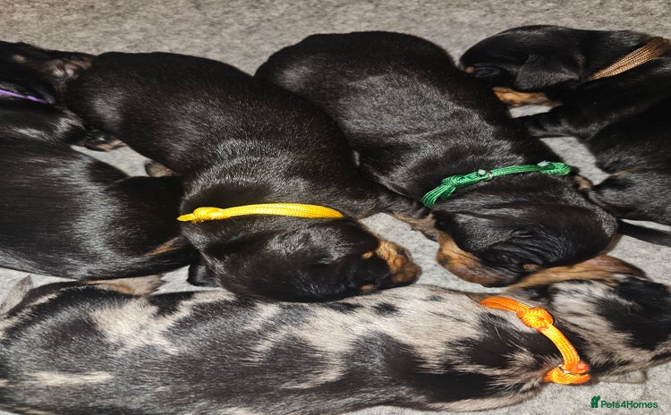 Dachshund dogs - Advert 6