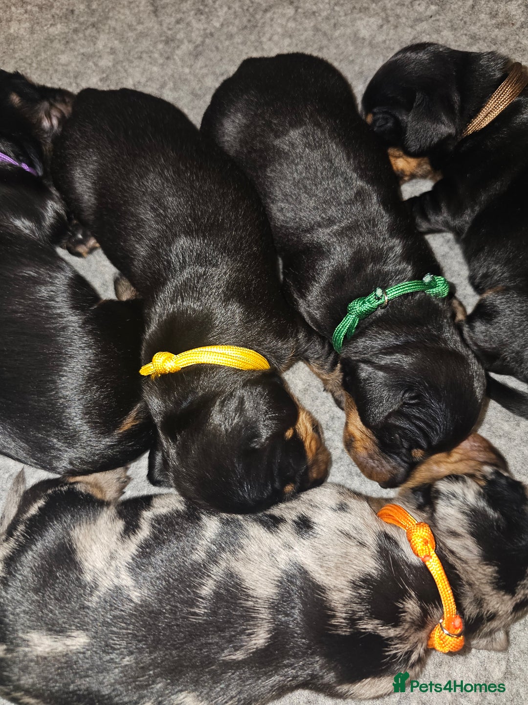 Dachshund dogs for sale: Beautiful Dachshund Puppies - Image 3