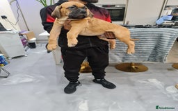 Cane Corso dogs for sale: Cane Corso Puppies in Wolverhampton - Image 15