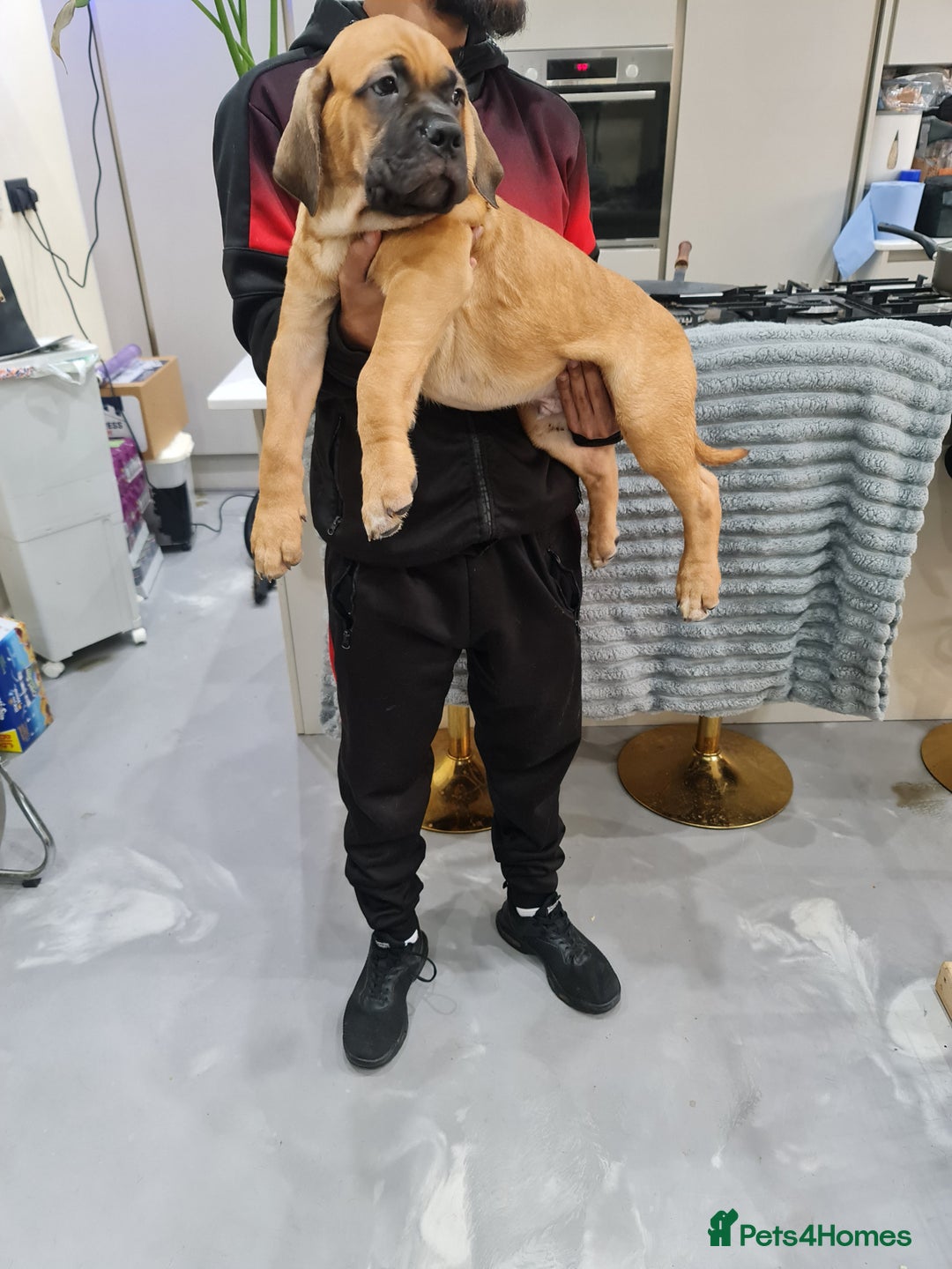 Cane Corso dogs for sale: Cane Corso Puppies in Wolverhampton - Image 15