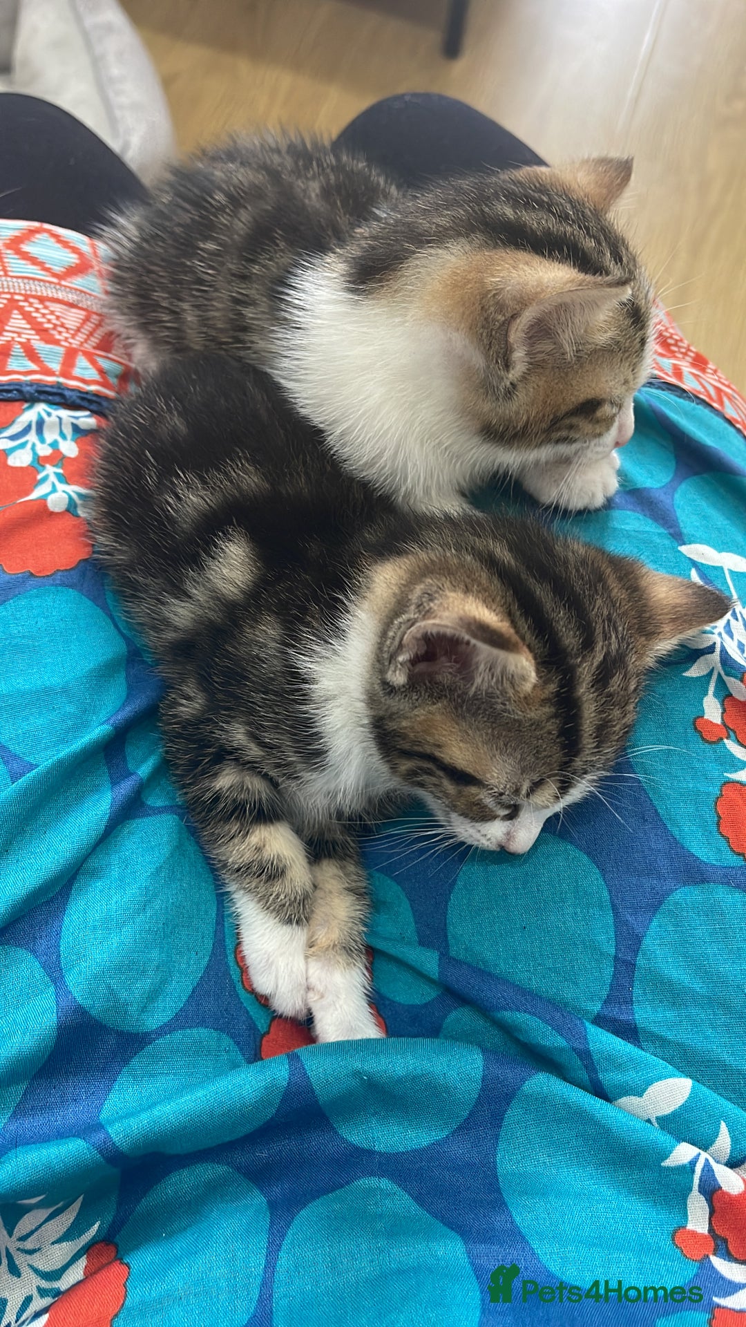 American Shorthair cats for sale: Kittens - Image 1