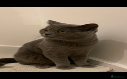 British Shorthair cats for sale: Lovely British blue boy  - Image 3