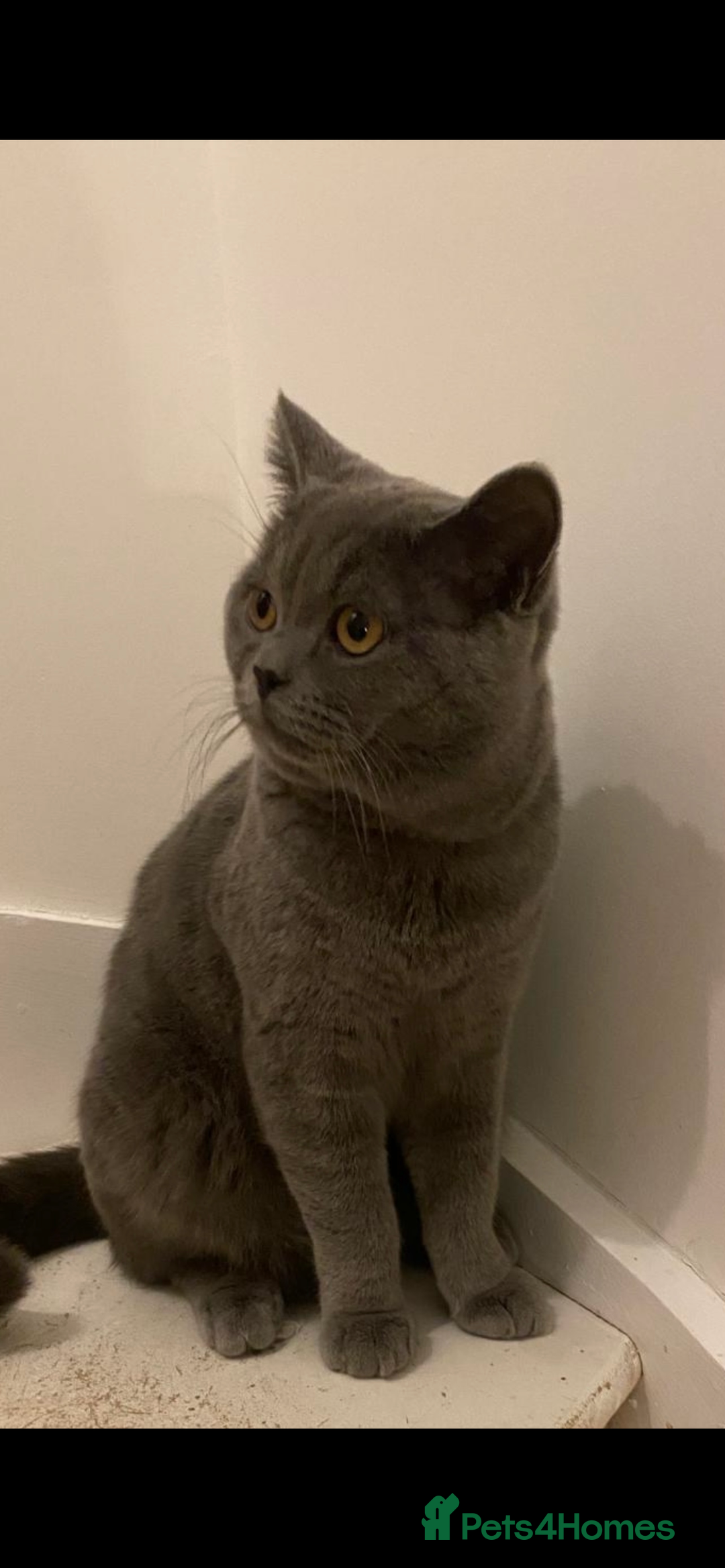 British Shorthair cats for sale: Lovely British blue boy  - Image 3