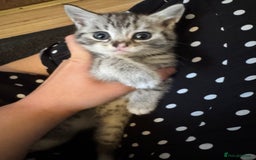 British Shorthair cats for sale: Beautiful lilac British shorthair X kittens - Image 18