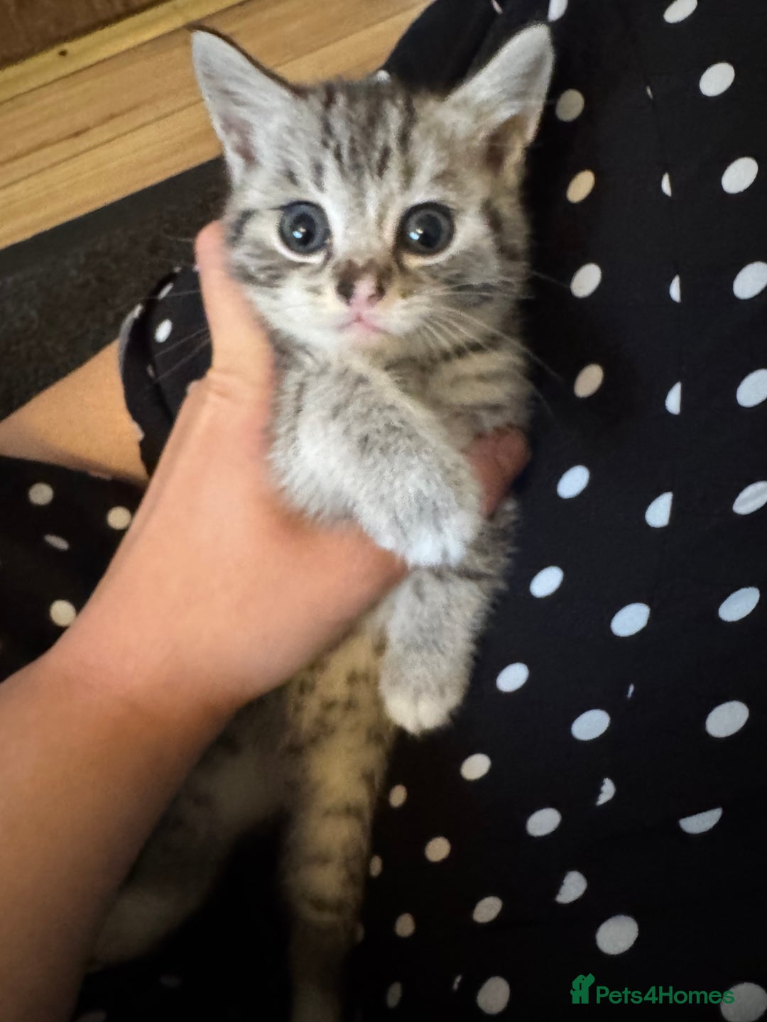 British Shorthair cats for sale: Beautiful lilac British shorthair X kittens - Image 18
