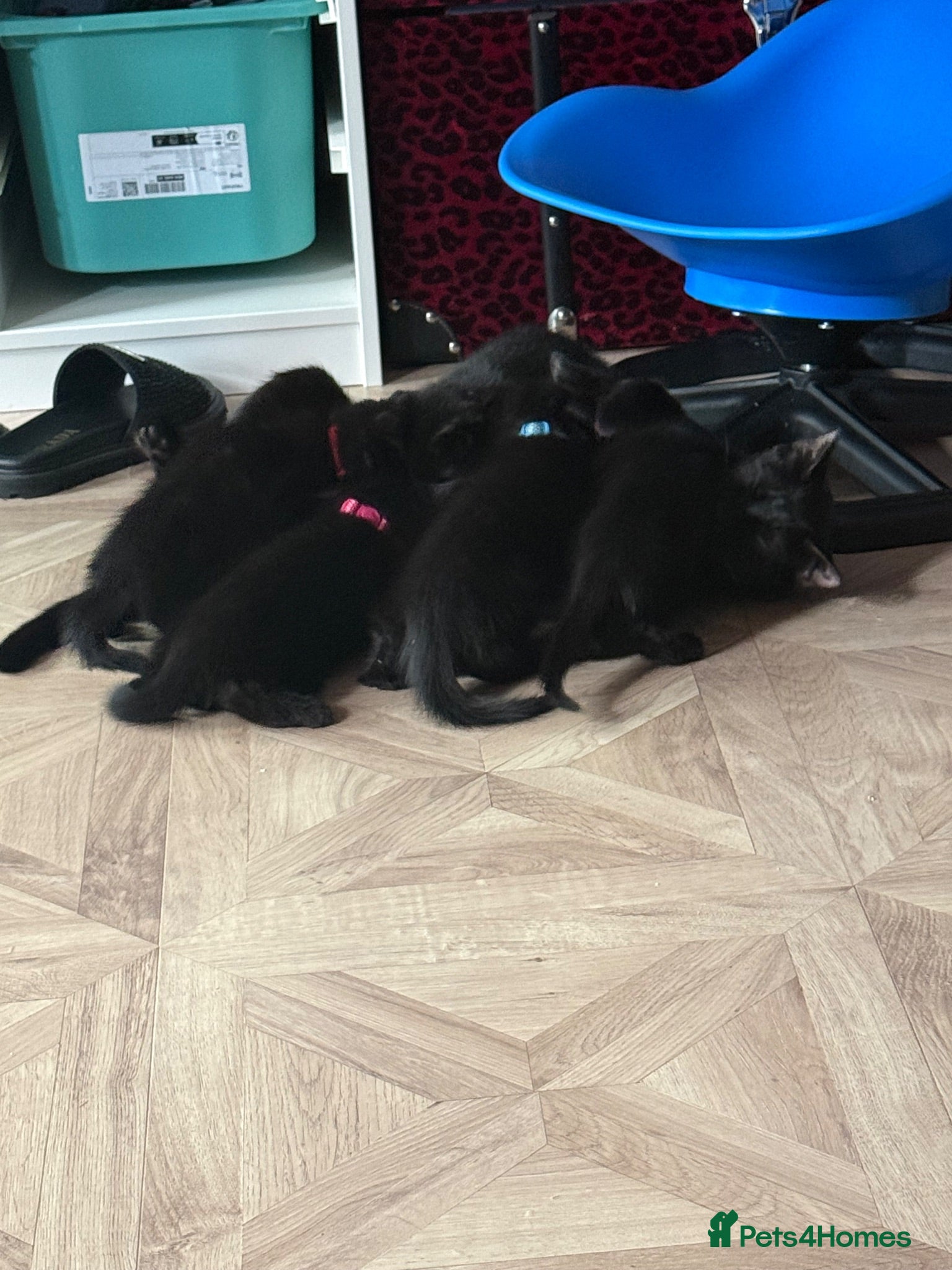 Mixed Breed cats 5 gorgeous little panthers  - Advert 2