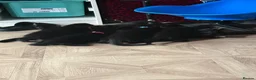 Mixed Breed cats for sale: 5 gorgeous little panthers  - Advert 1
