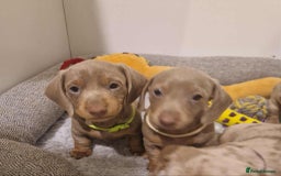 Dachshund dogs for sale: 🌈🌈 Isabella and tan Beautiful puppy’s 🌈🌈  - Image 8
