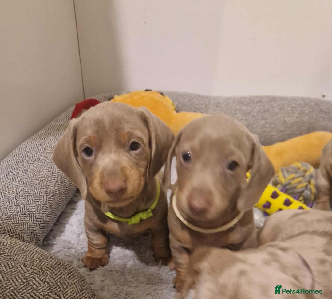 Dachshund dogs for sale: 🌈🌈 Isabella and tan Beautiful puppy’s 🌈🌈  - Image 8
