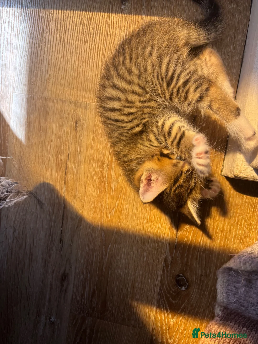 Mixed Breed cats for sale: Gorgeous tabby kittens  - Advert 2