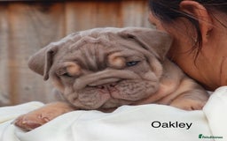 English Bulldog dogs for sale: Outstanding English bulldog puppies - Image 18
