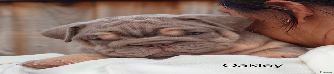 English Bulldog Puppy 1
