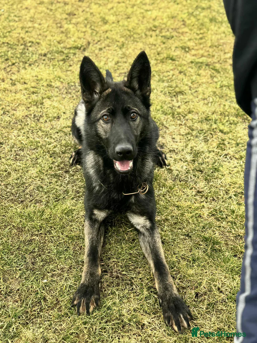 German Shepherd dogs for sale: 8 month old Slovakian import  - Advert 3