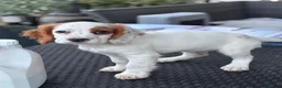 Cocker Spaniel dogs for sale: Kc health tested working cocker pups - Advert 3