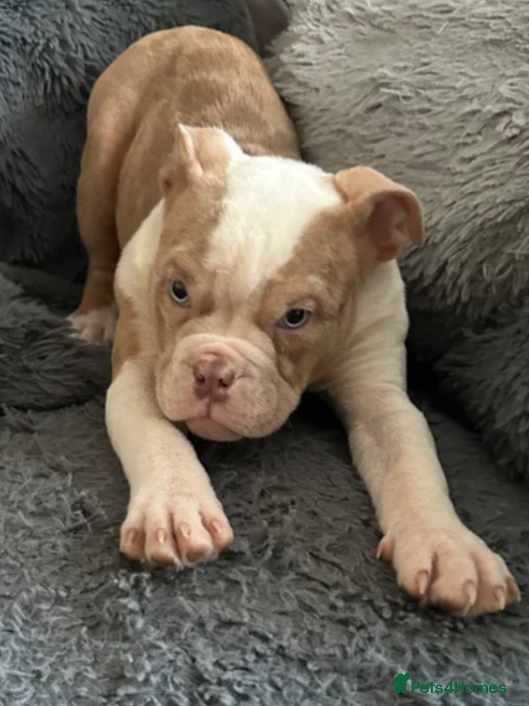 American Bully dogs for sale: Female Pocket Bully Puppy - Advert 8