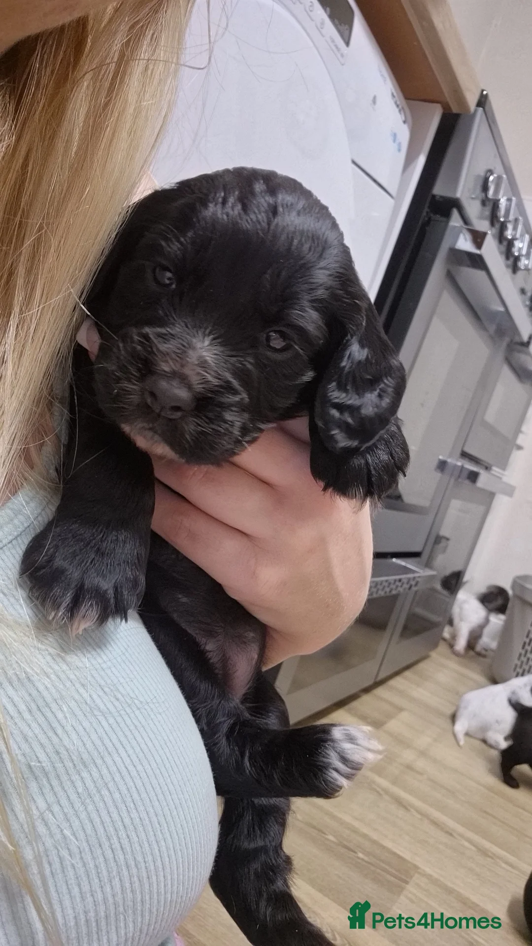 Cocker Spaniel dogs for sale: Working cocker spaniel pups - Advert 14