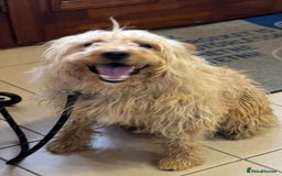 Mixed Breed dogs for adoption: Wonderful Marcus needs a loving home - Image 12