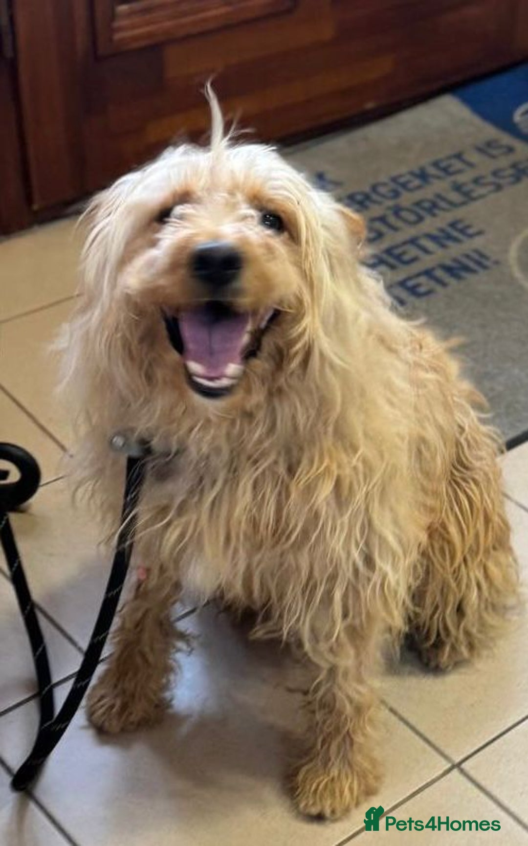Mixed Breed dogs for adoption: Wonderful Marcus needs a loving home - Image 12