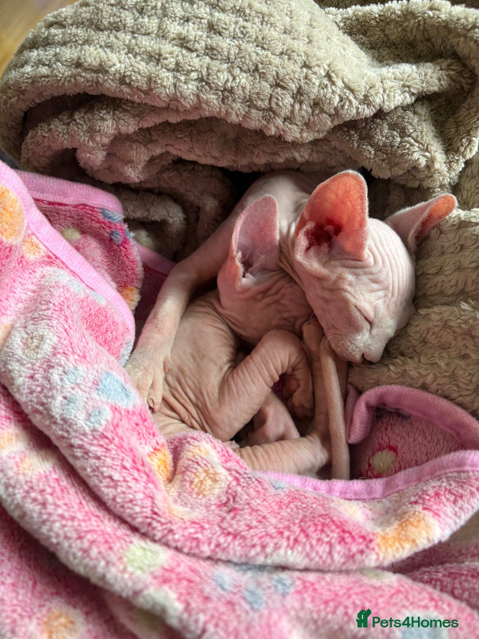 Sphynx cats Unique Sphynx & Elf Sphynx Kittens for Sale😊 - Advert 2