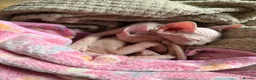 Sphynx cats for sale: Last pink green eyed sphynx kittens 😊 - Advert 2