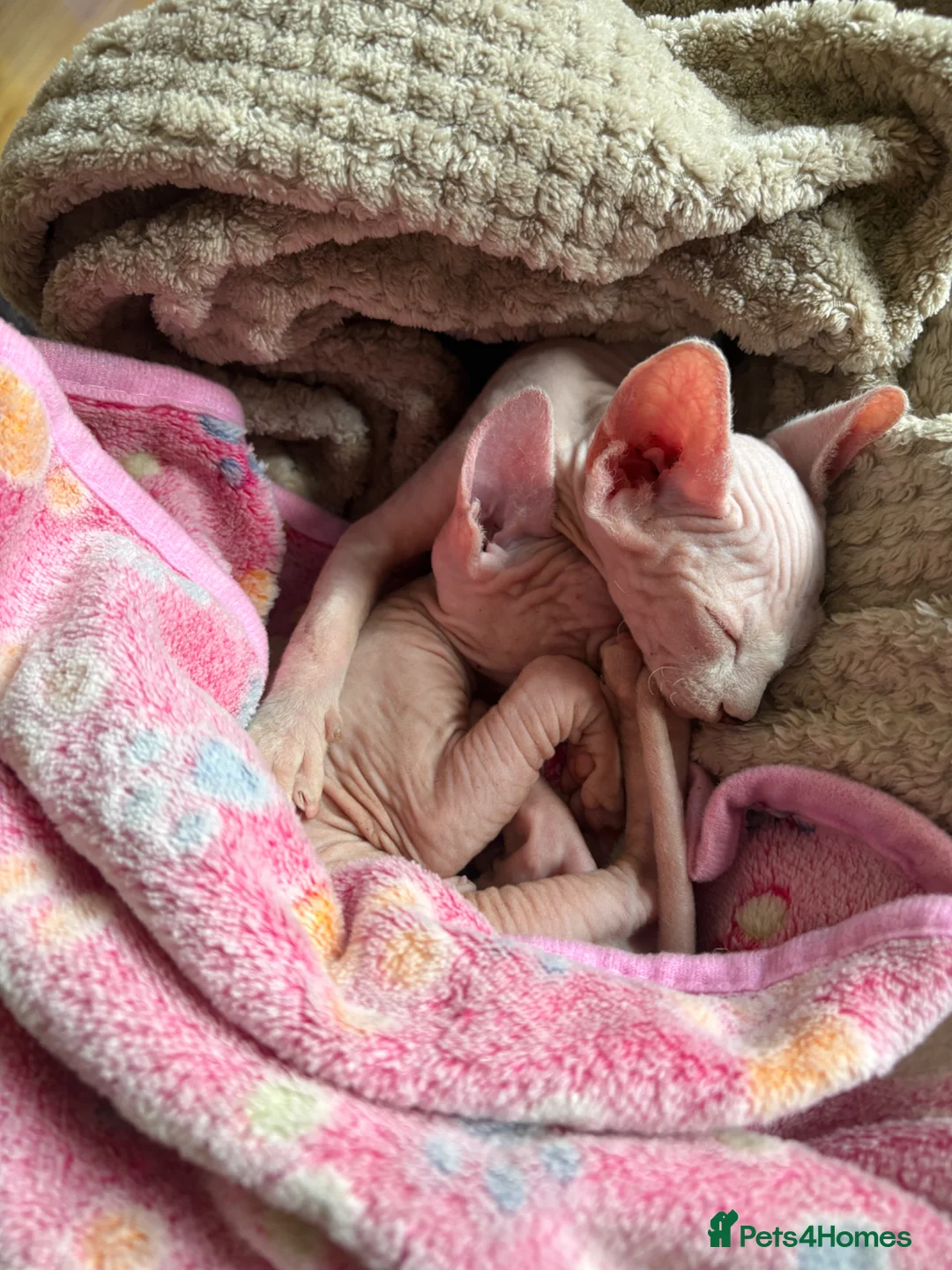 Sphynx cats for sale: Last pink green eyed sphynx kittens 😊 - Advert 2