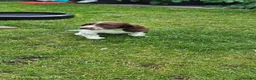 English Springer Spaniel dogs for sale: 2 kc regestered springer pups  - Advert 4
