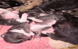 Mixed Breed cats for sale: Kittens ready for loving homes  - Image 5