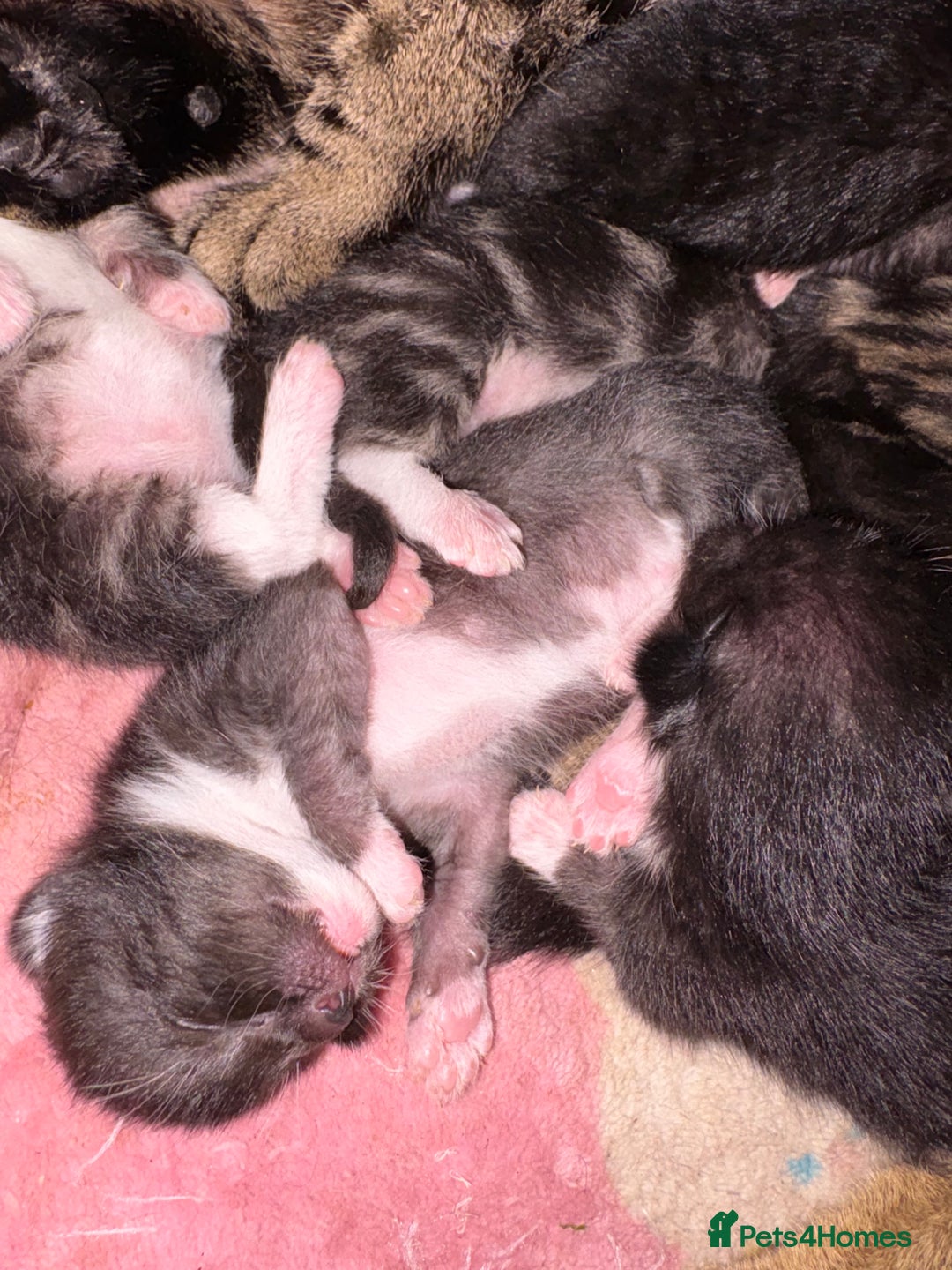 Mixed Breed cats for sale: Kittens ready for loving homes  - Image 5